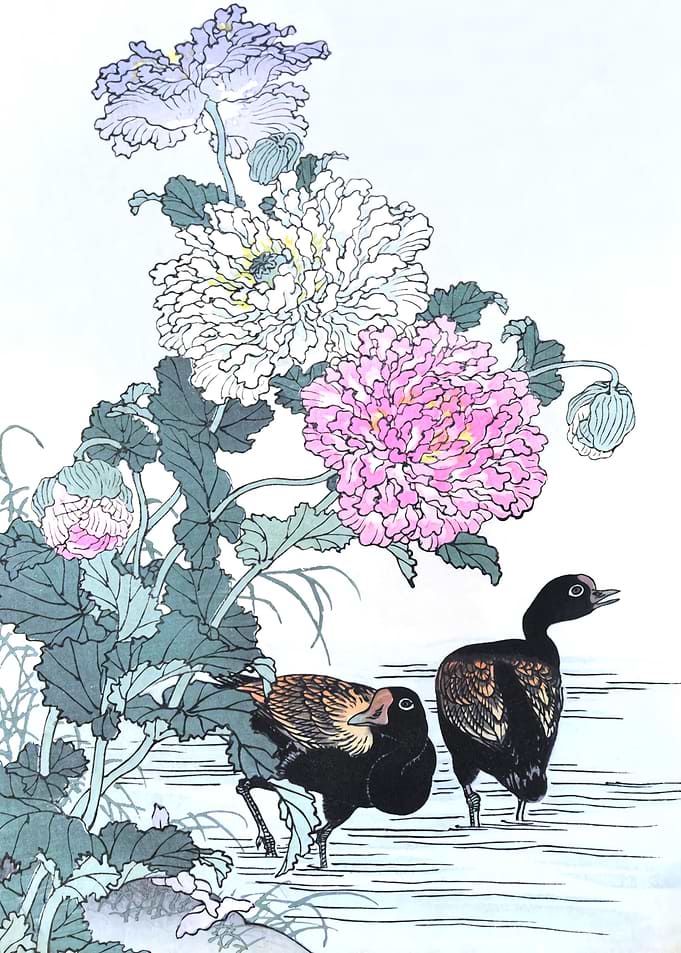 Moorhens And Chrysanthemum