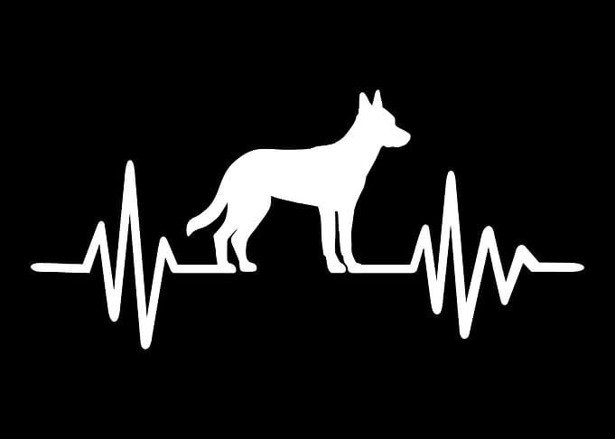 Malinois