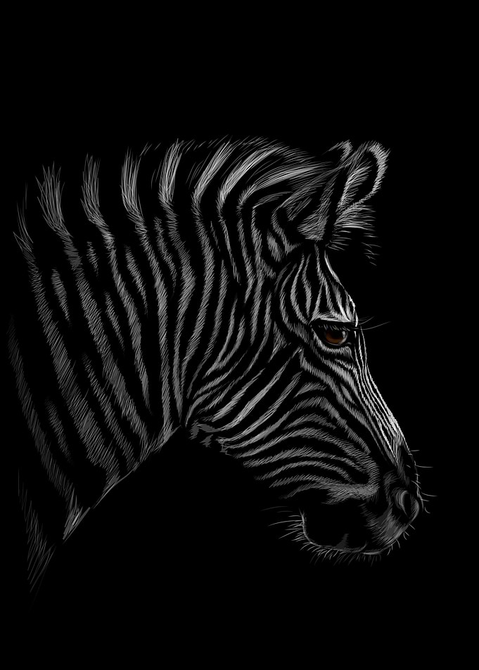 Zebra Sketching