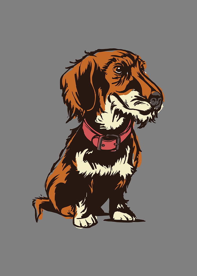 Roughhaired dachshund