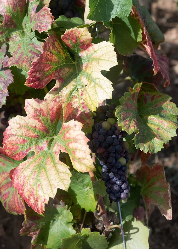 Grapevines Burgundy