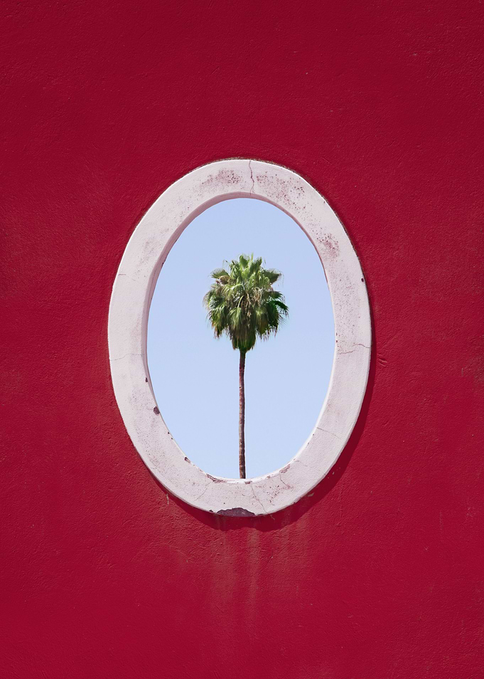 Palm Tree Portrait