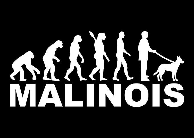 Malinois