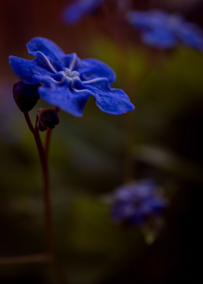 Forget Me Not