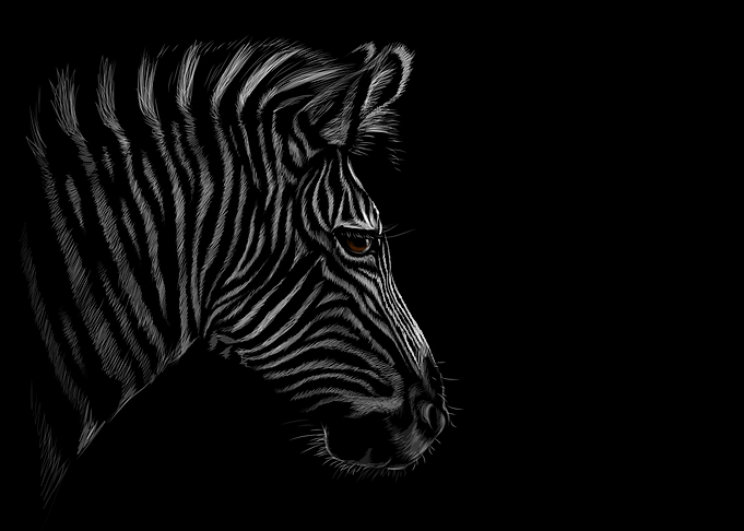 Zebra Sketching