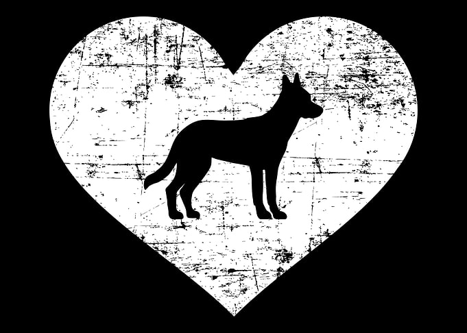 Malinois