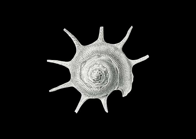 Vintage shell marine life