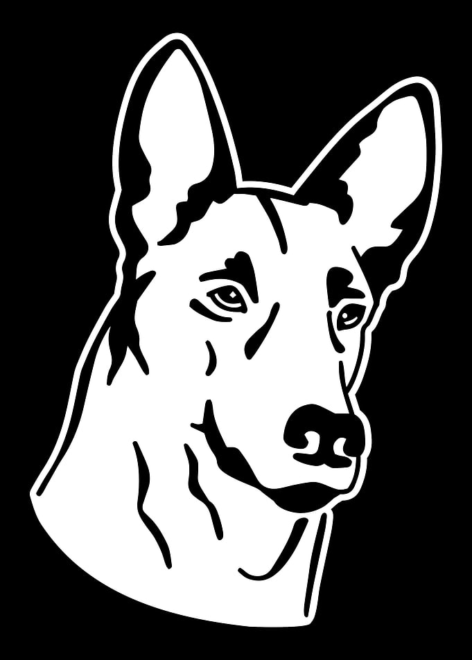 Malinois