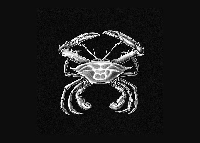 Vintage crab marine life