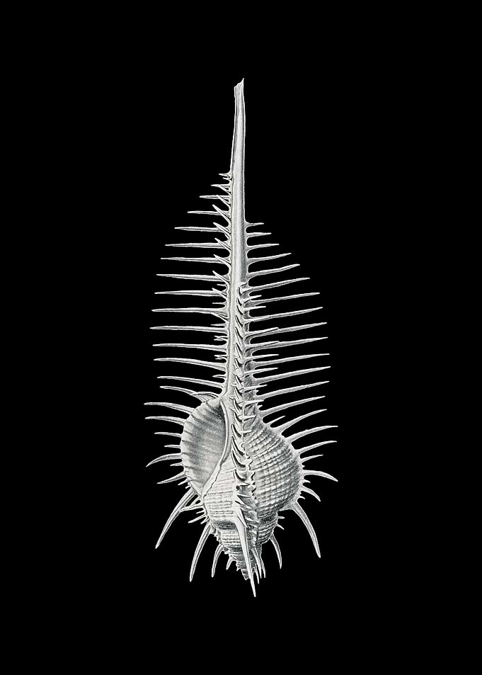 Vintage shell marine life