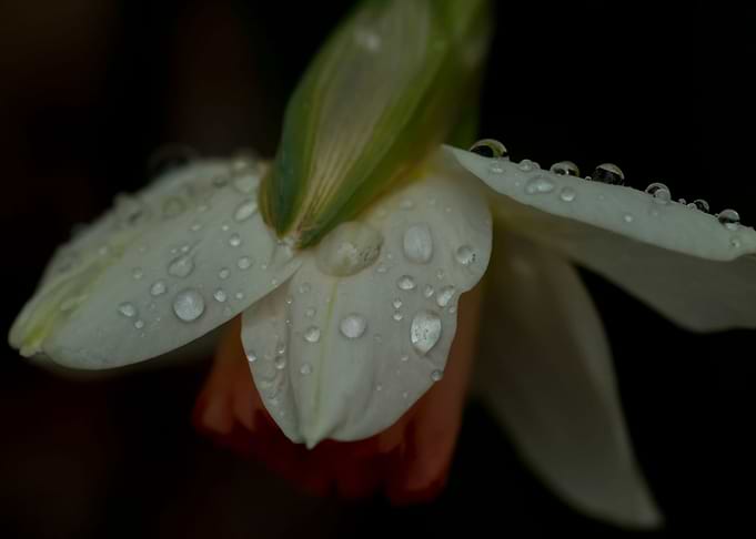 Daffodil and water drops