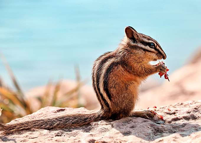 Cute chipmunk