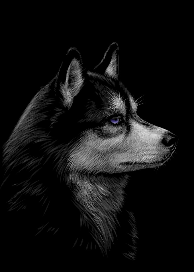 Siberian Husky Sketching