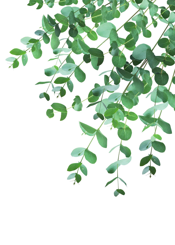 Eucalyptus Green Delight 1