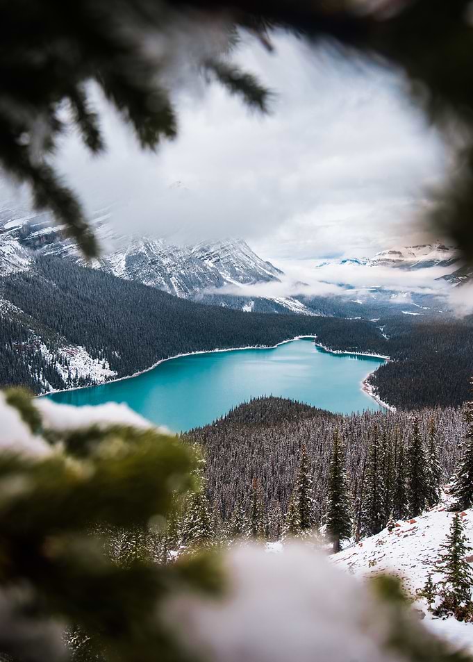 Through the Trees