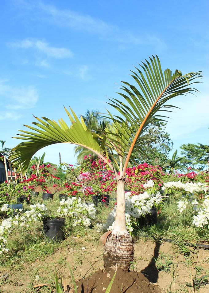 Palm on a greeny garden