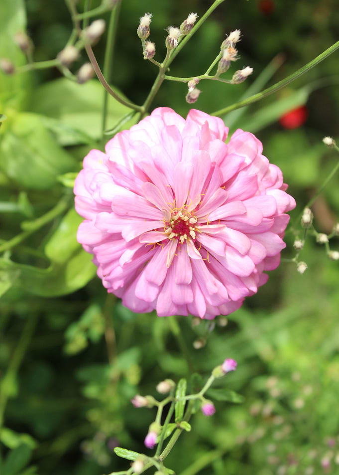 Beautiful leaf on flower