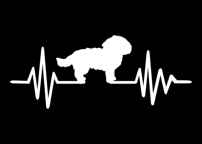 Maltese