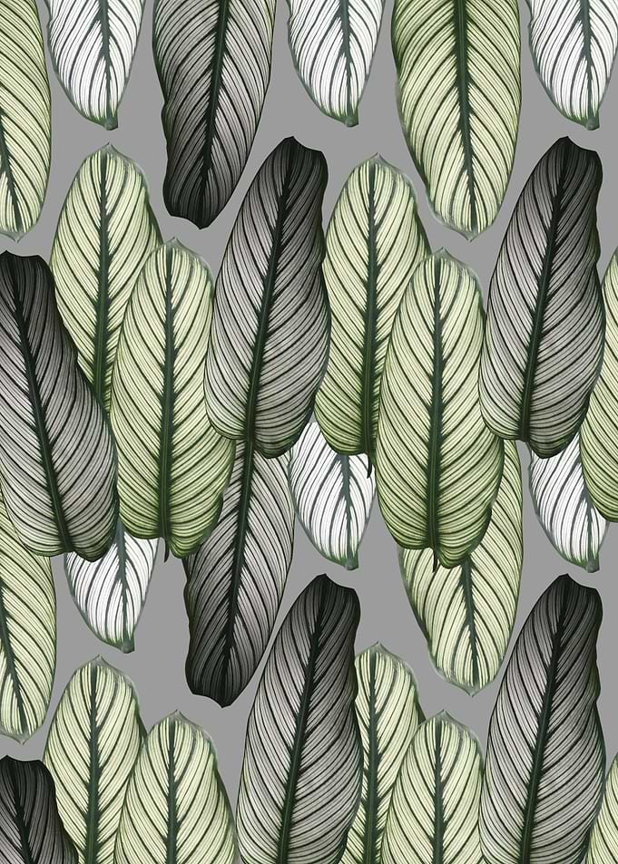 Calathea Leaves Pattern 4