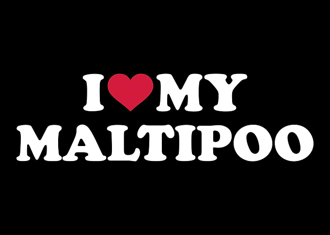 Maltipoo