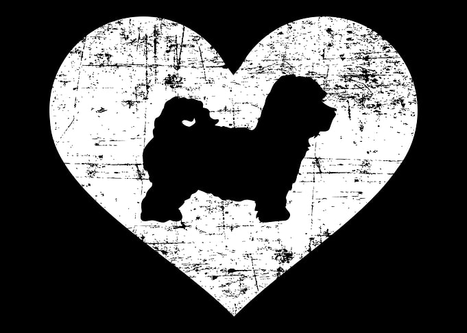 Maltipoo