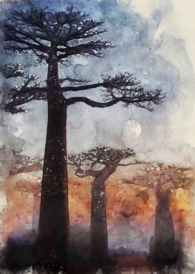 Boabab Tree