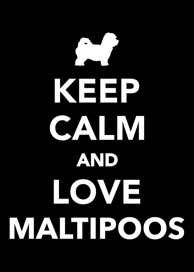 Maltipoo