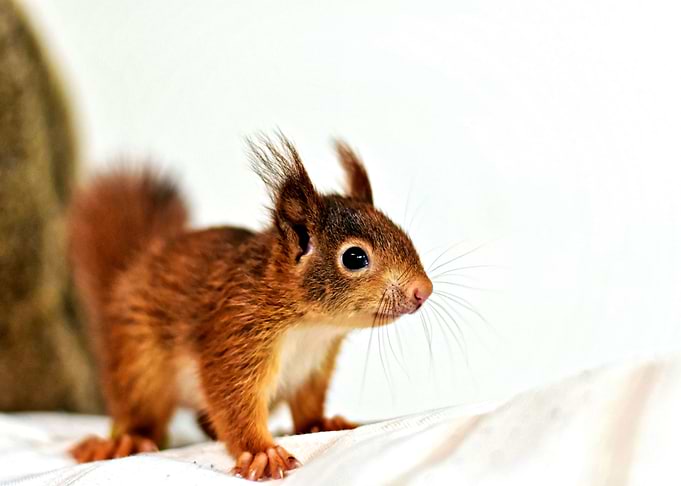 Squirrel