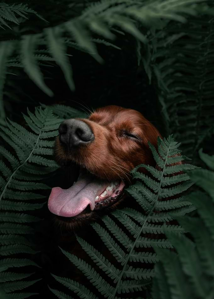 Framed By Ferns