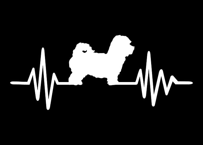 Maltipoo