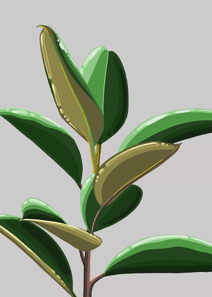 Rubber Plant Grey