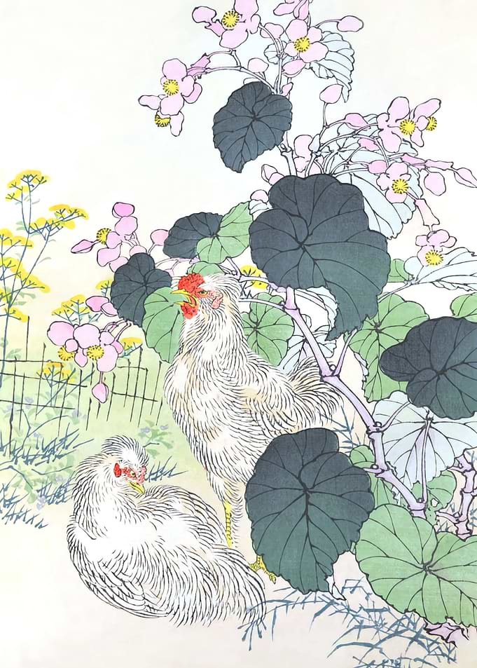 White Chicken And Begonia