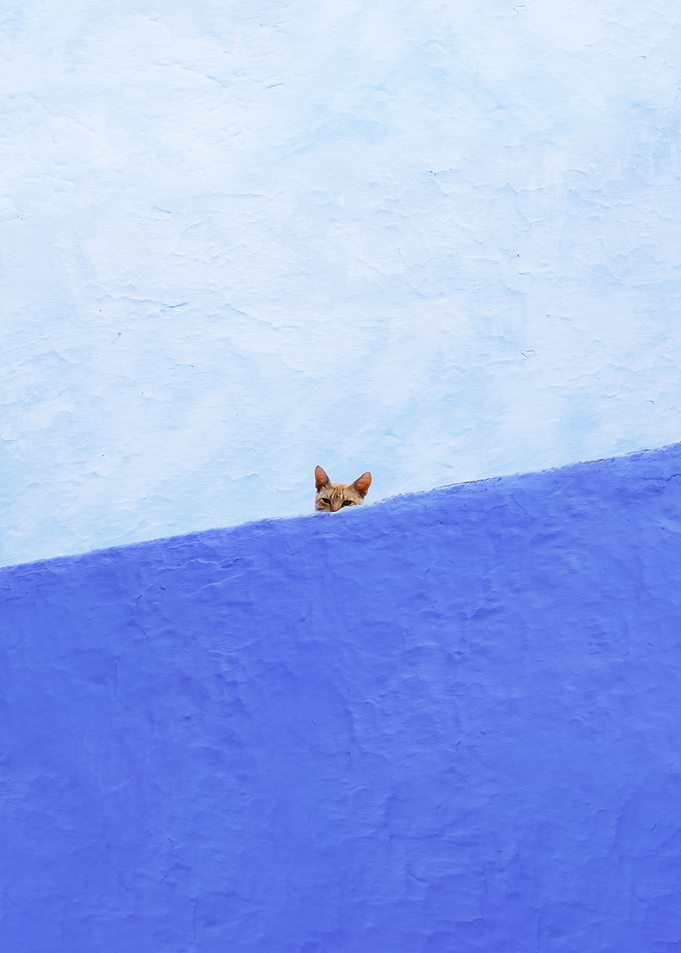 Spy Cat