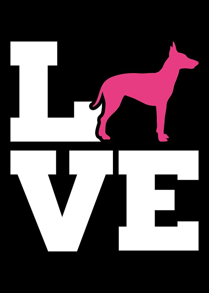 Manchester Terrier