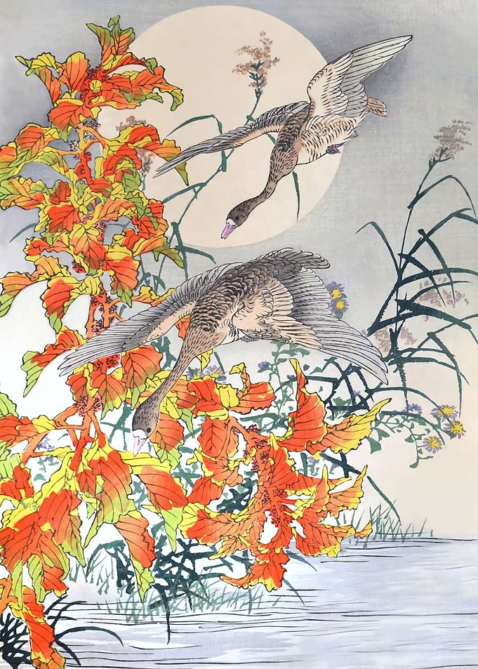 Geese And Amaranthus