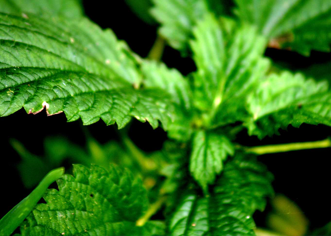 Macro Leaves