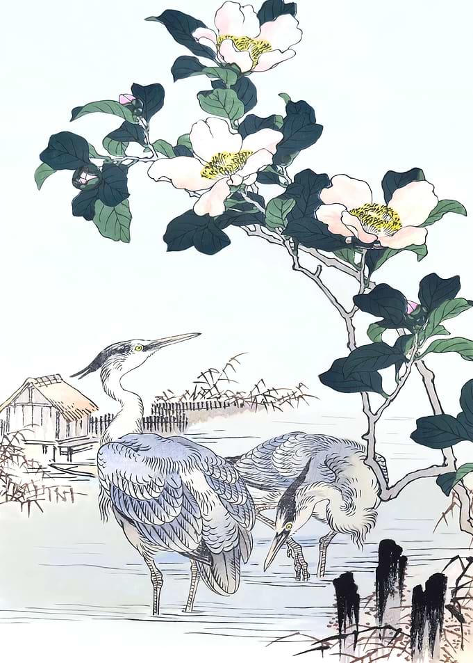 Herons And White Camellias