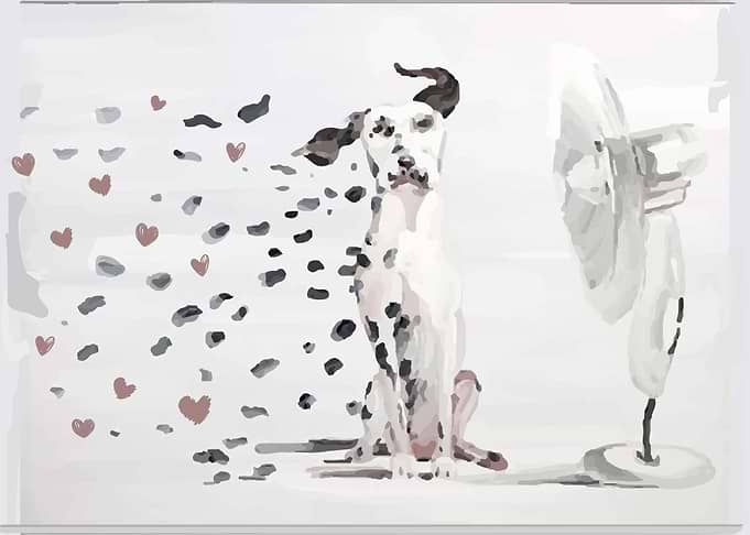 Dalmata