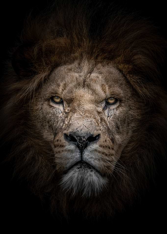 wild angrylion head
