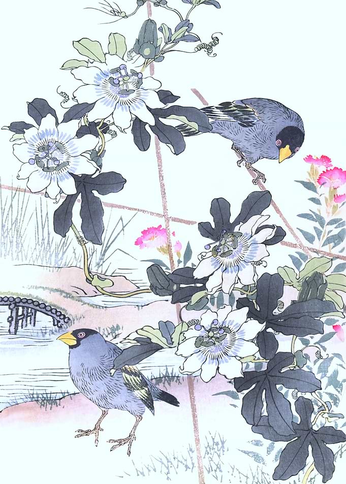 Grosbeacks And Passiflora