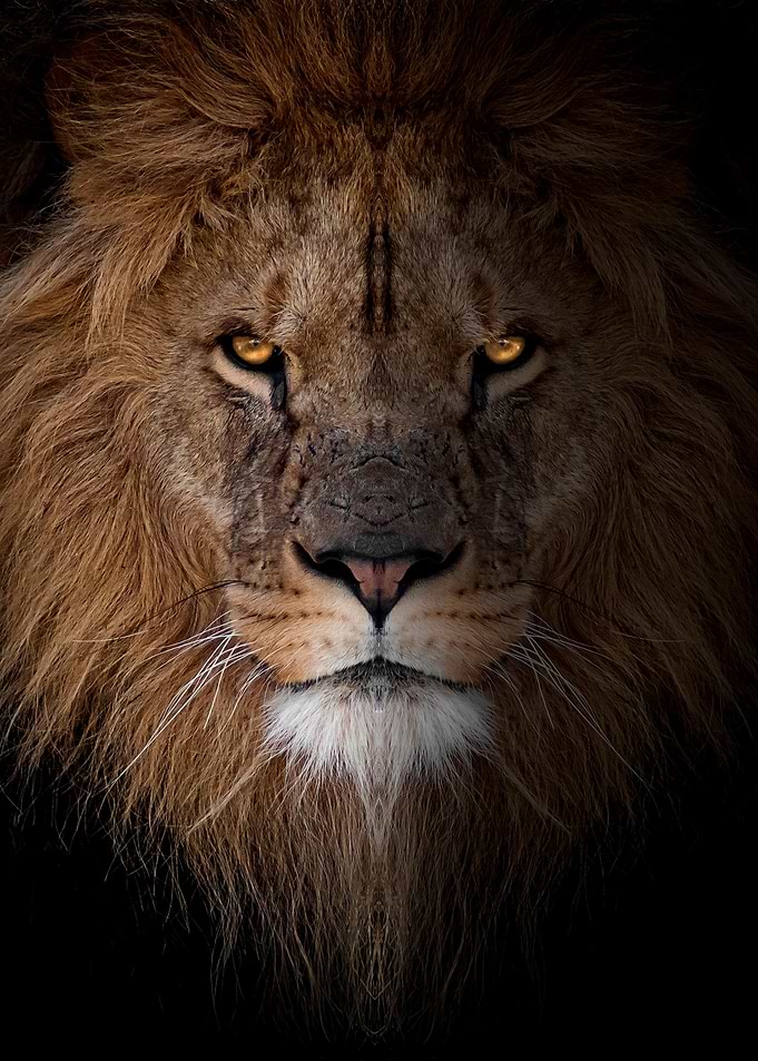 wild angry lion face
