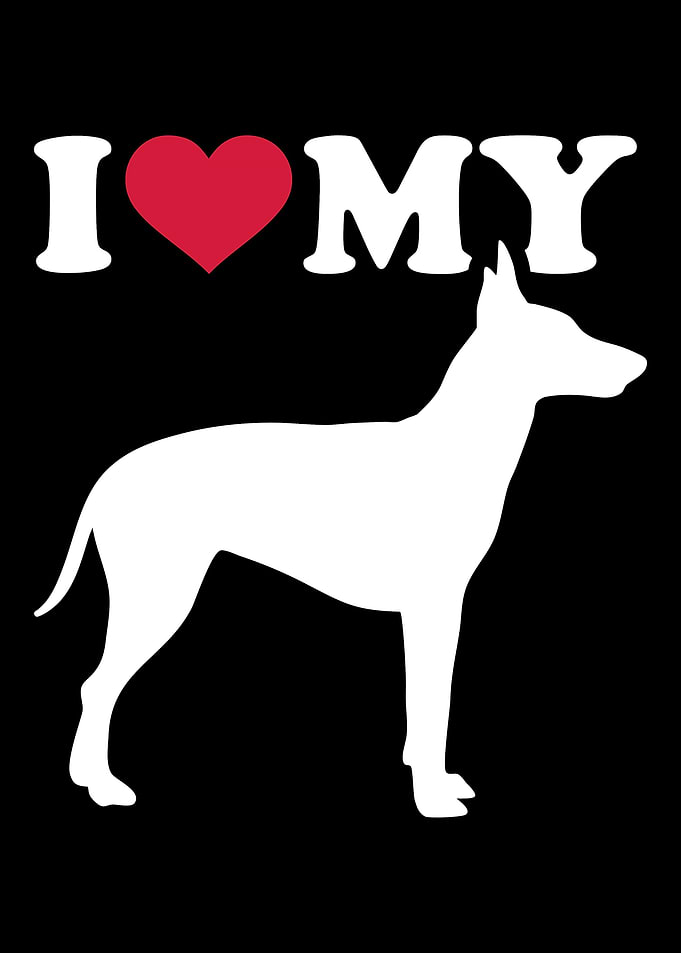 Manchester Terrier