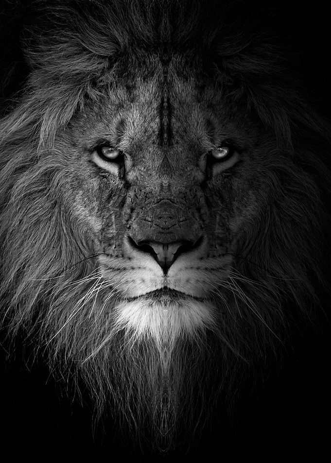 wild angryblack lion face