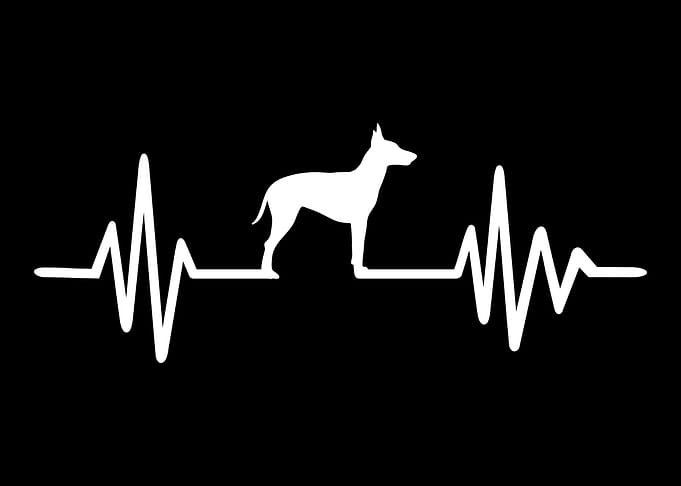 Manchester Terrier