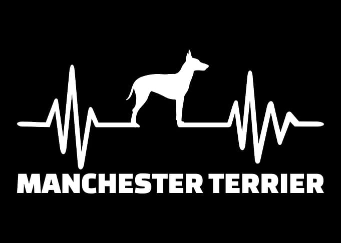 Manchester Terrier