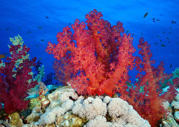 Underwater 09