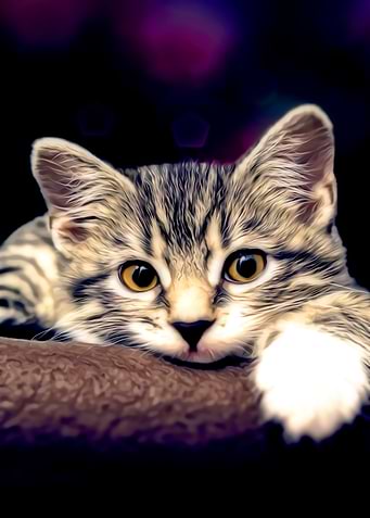 kitten