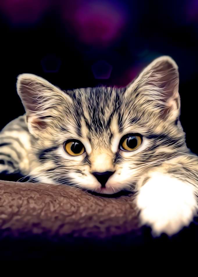 kitten