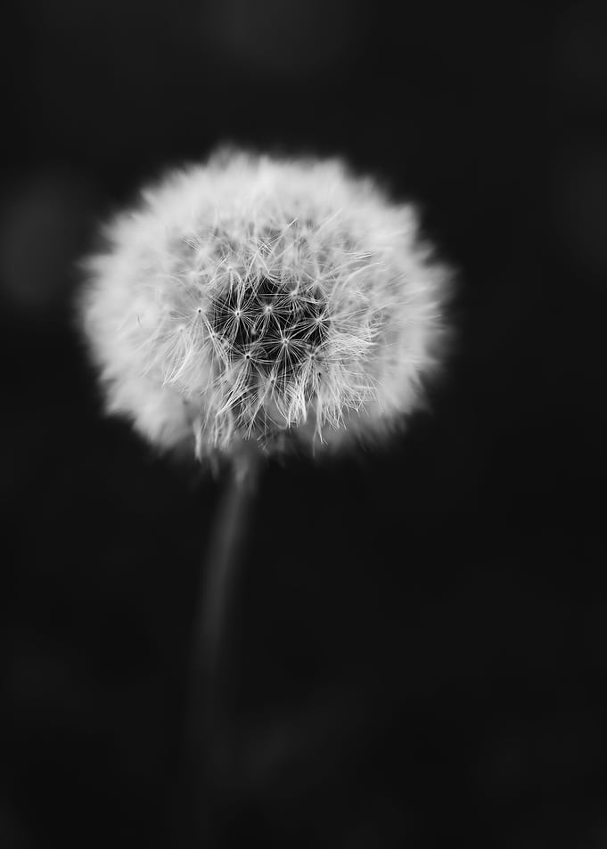 Black and White Dandelion