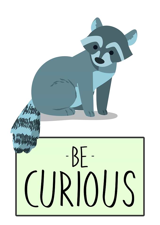 BE CURIOUS RACCOON